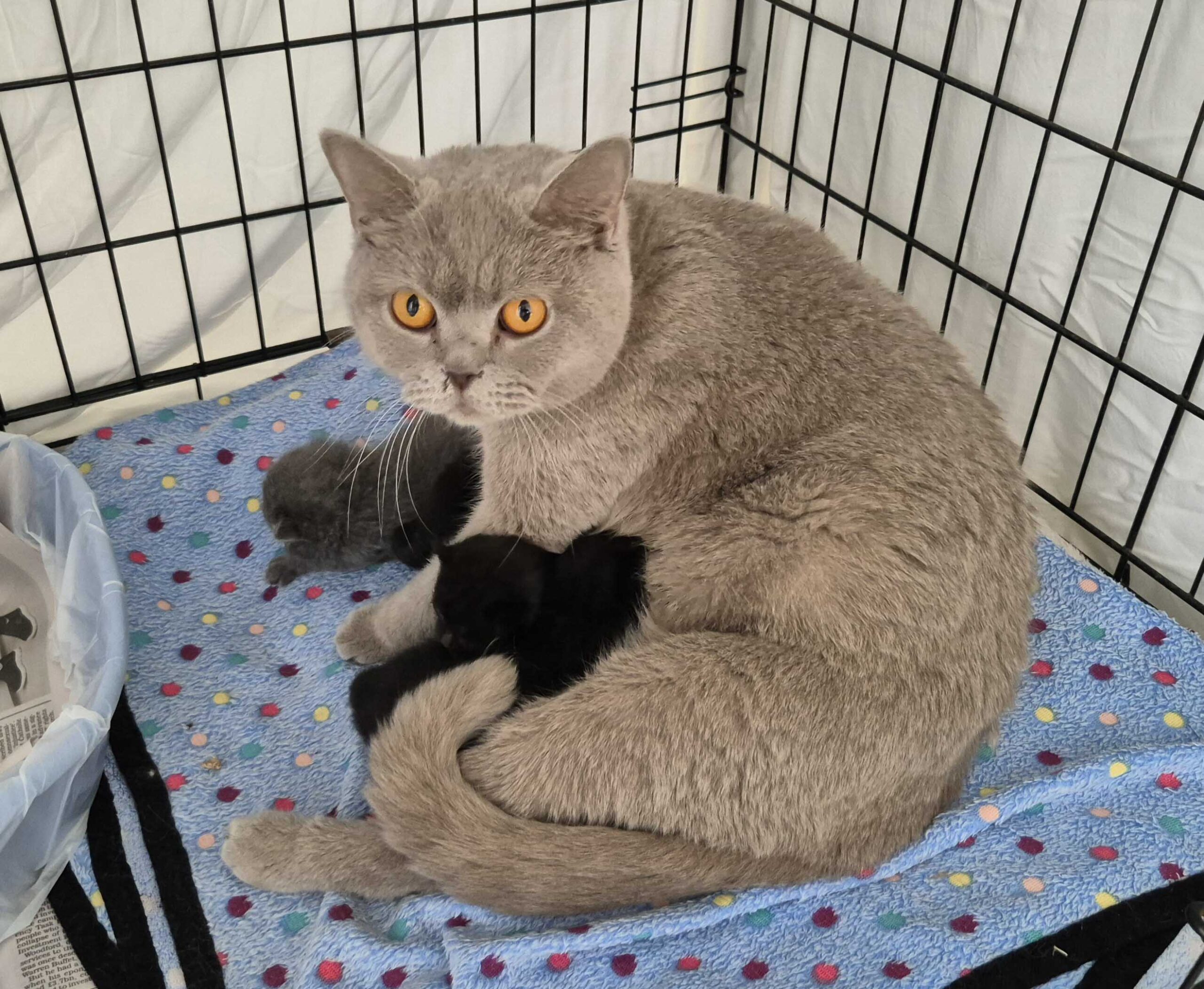 Maple and her kittens