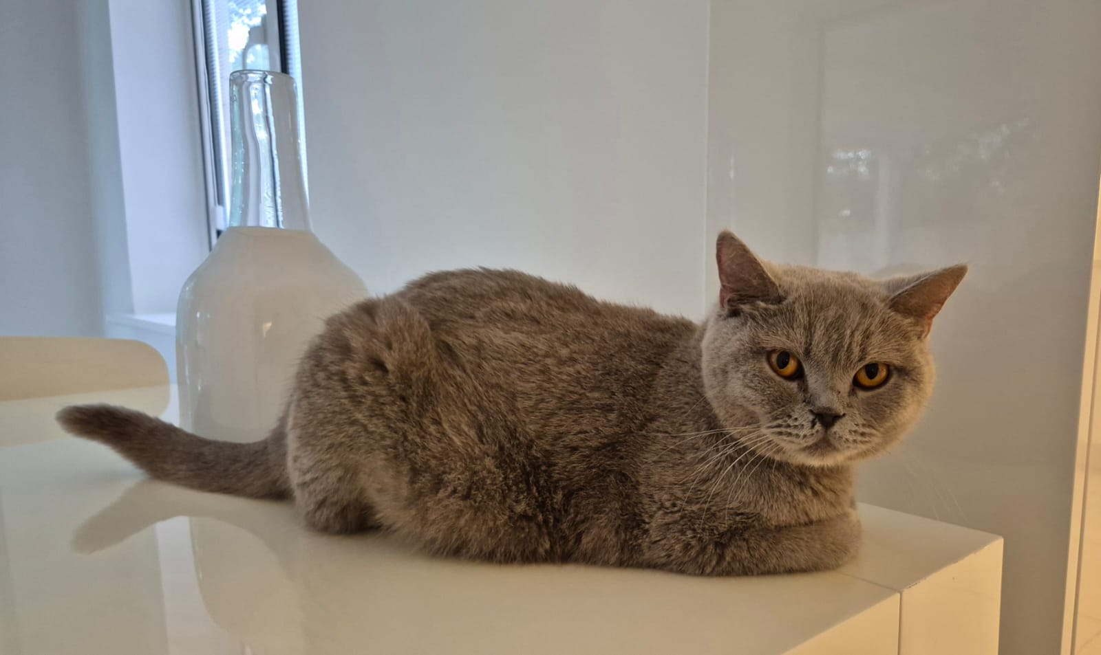 Maple safe at Cat Call