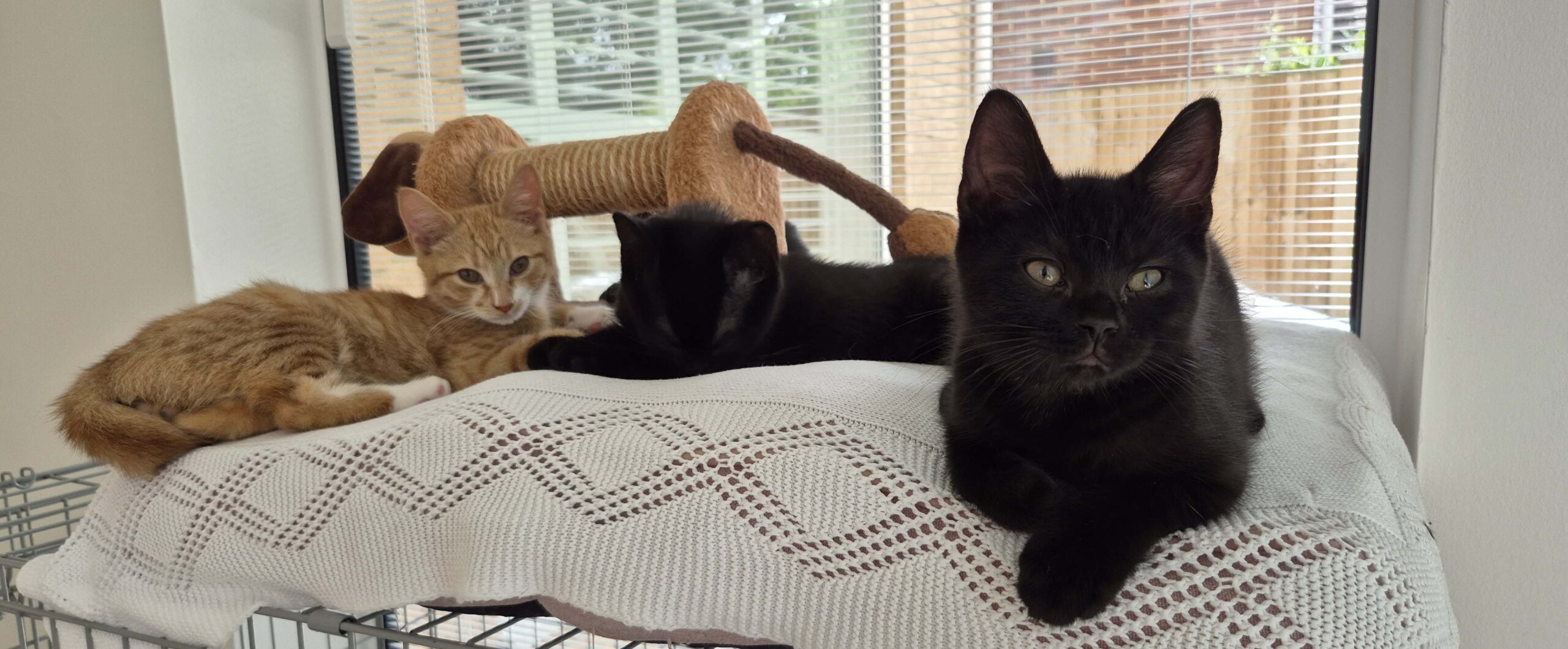 Kittens rescued and homed by Cat Call