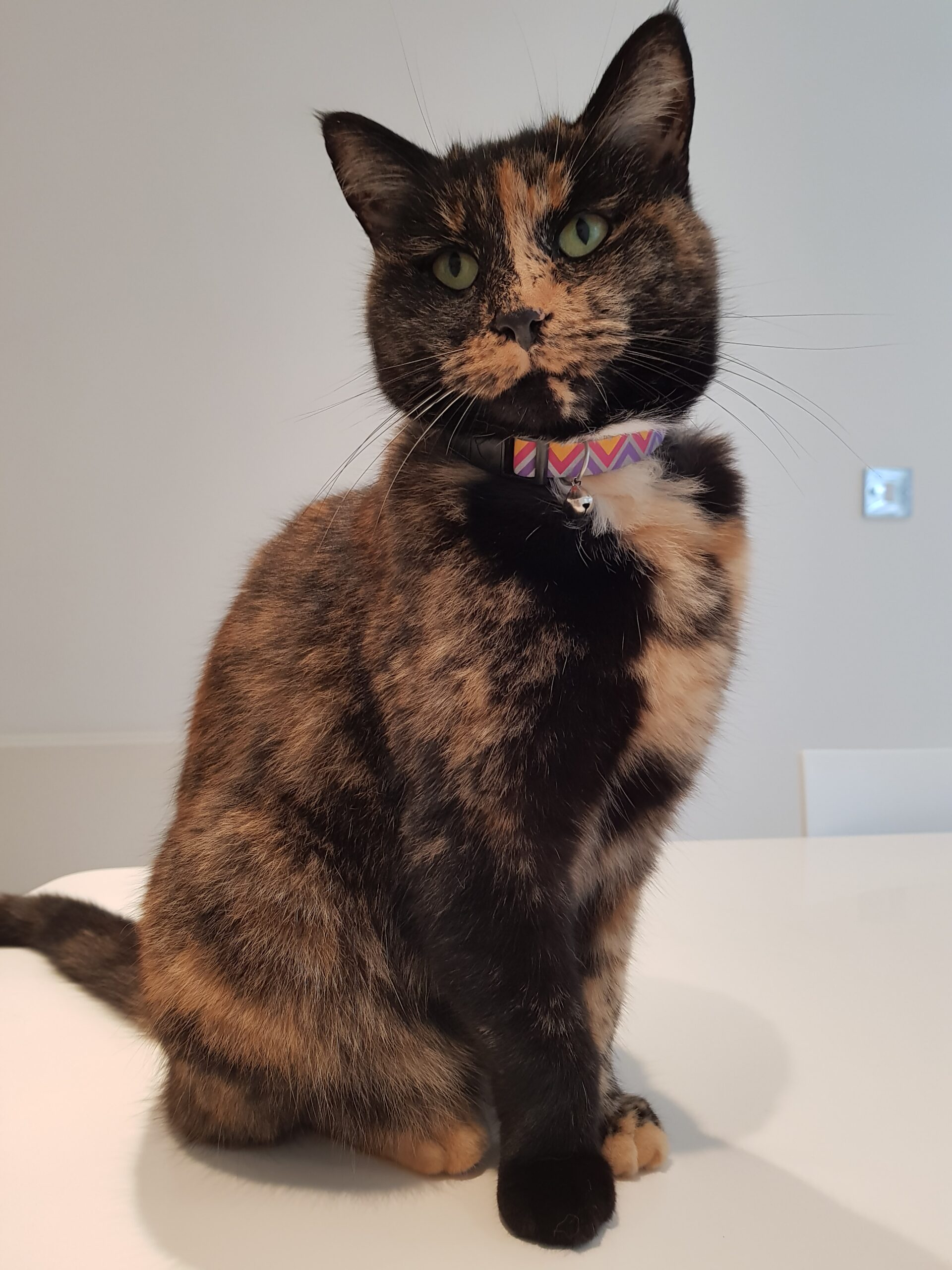 Tortie cat