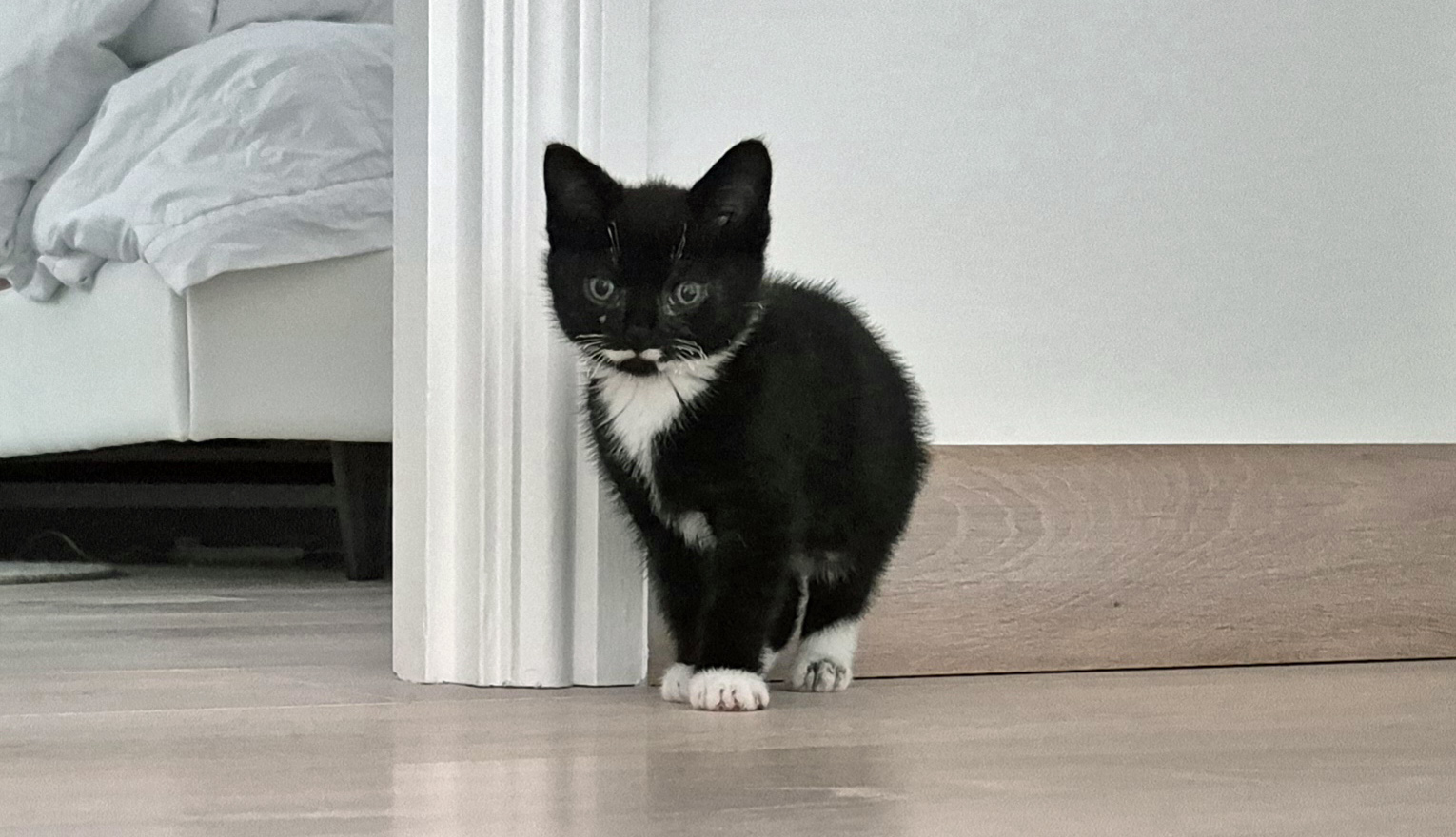 Smokey Cat rescued and safe at Cat Call