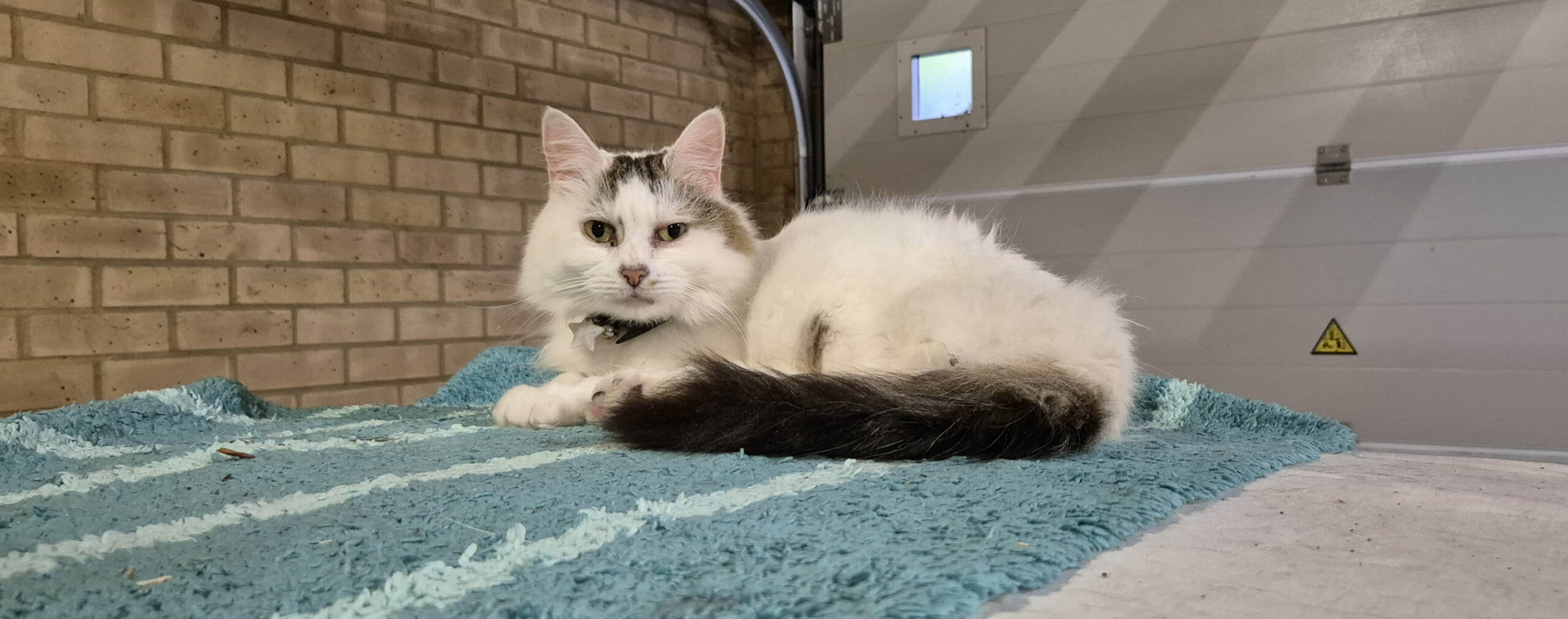 Snowdrop lives at Cat call in Hastings