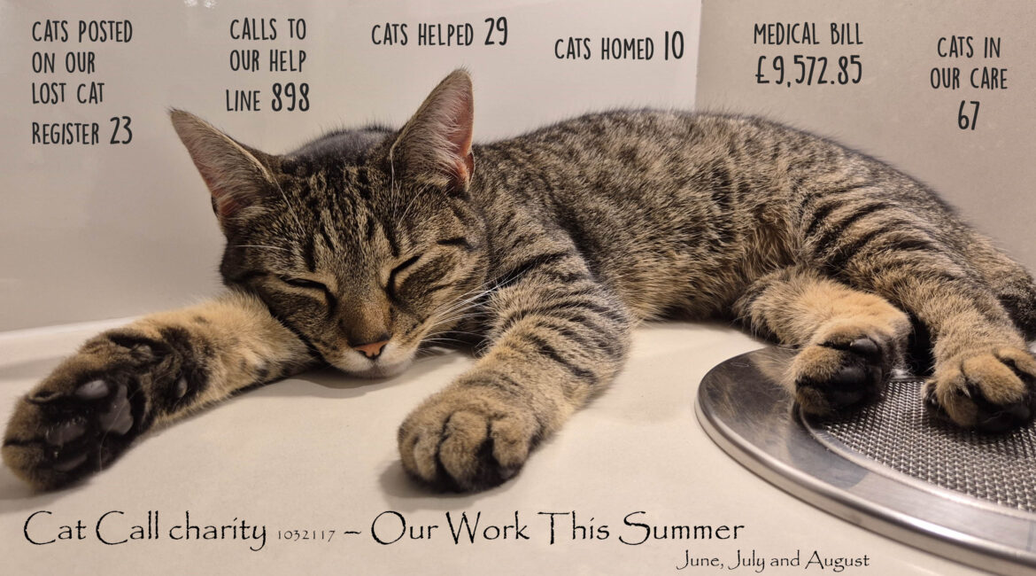 Summary of Cat Call Charities Work Summer 2024