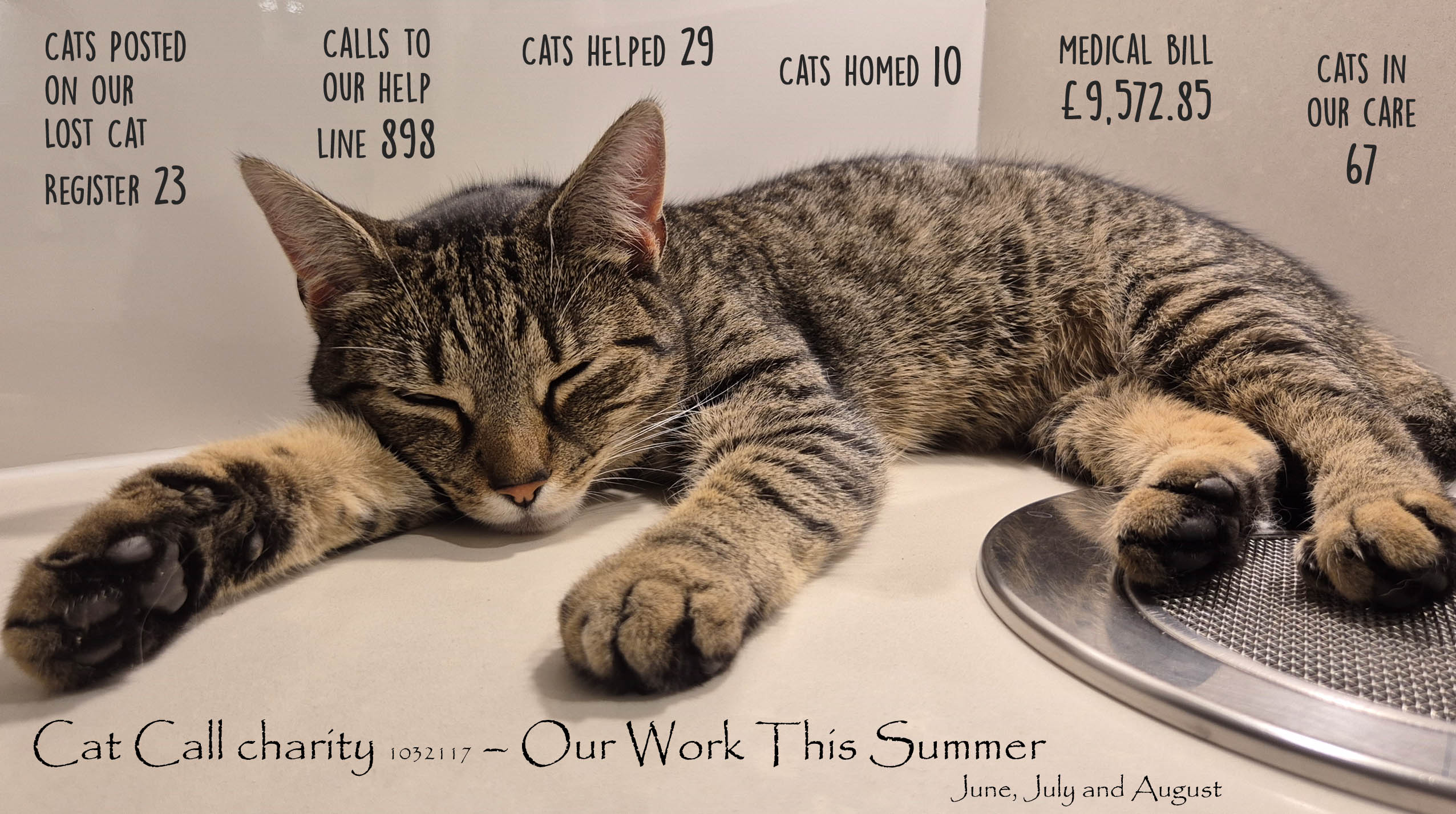 Cat Call Charities work Summer 2024