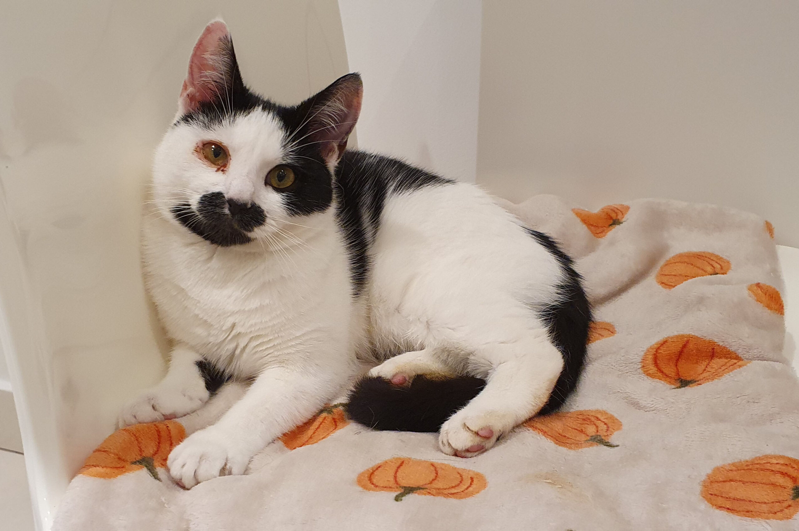 Winnie rescued by Cat Call