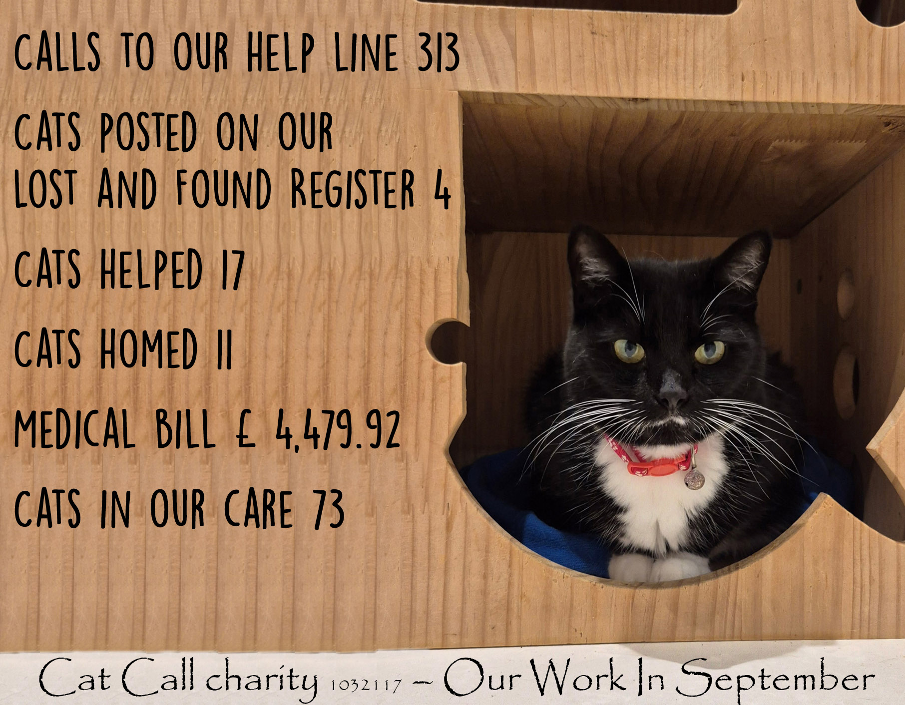 Cat Call Charity is in Hastings East Sussex England