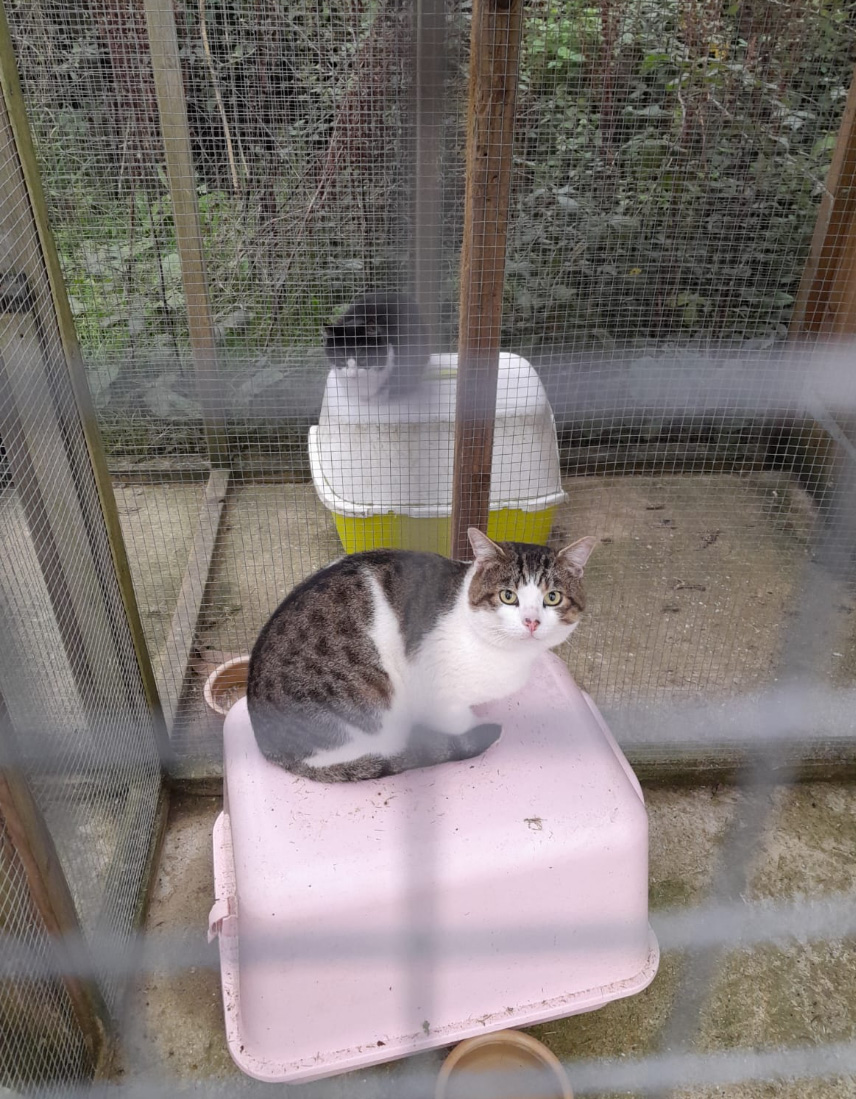 Tabby Cat with white chest found in Westfield