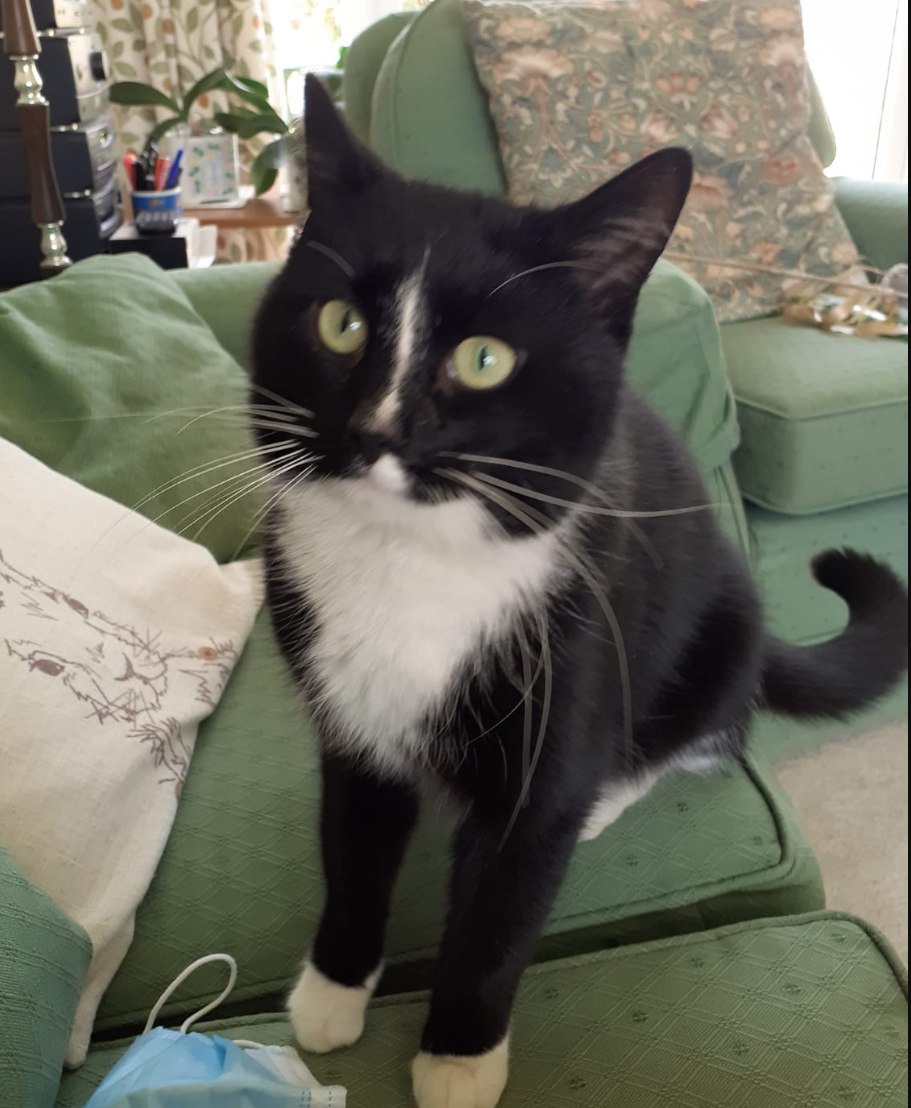 Black and white Cat missing in Bexhill