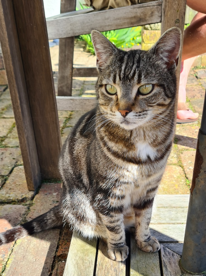 Tabby Cat missing in St Leonards On Sea