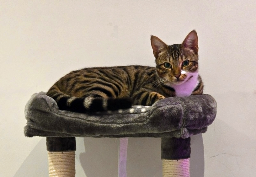 Bengal Cat missing in Hastings