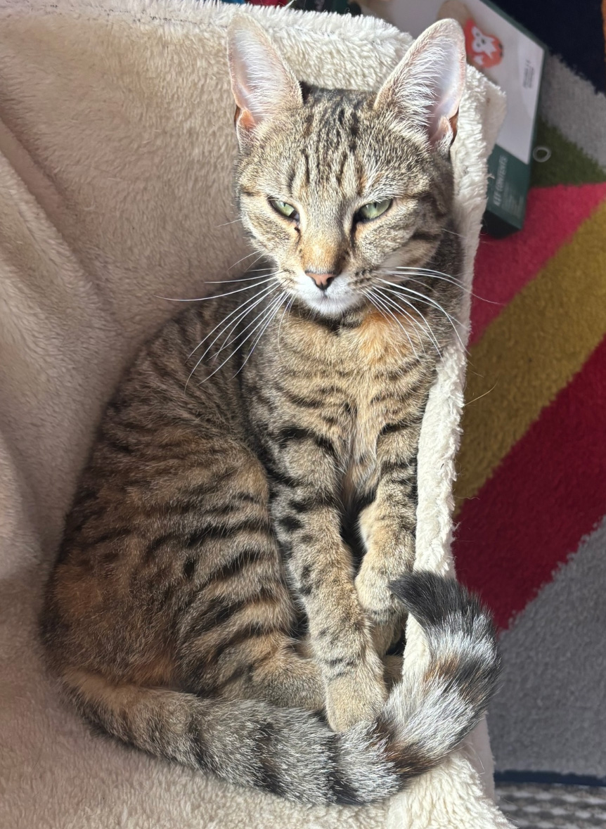 Small tabby Cat missing in St Leonards On Sea