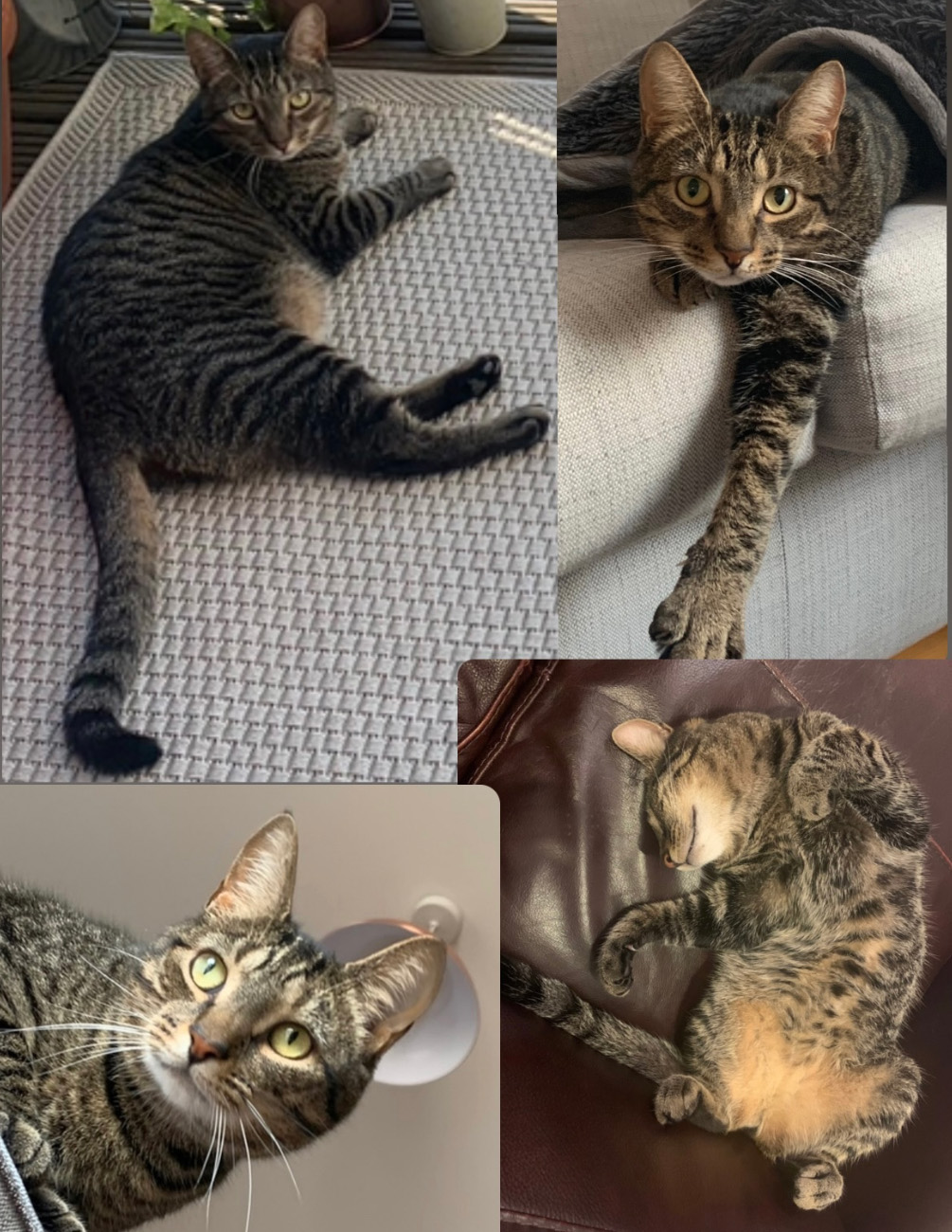 tabby cat missing in St Leonards On Sea