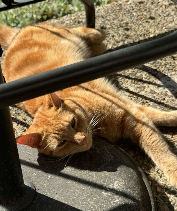 Ginger Cat missing in Hastings