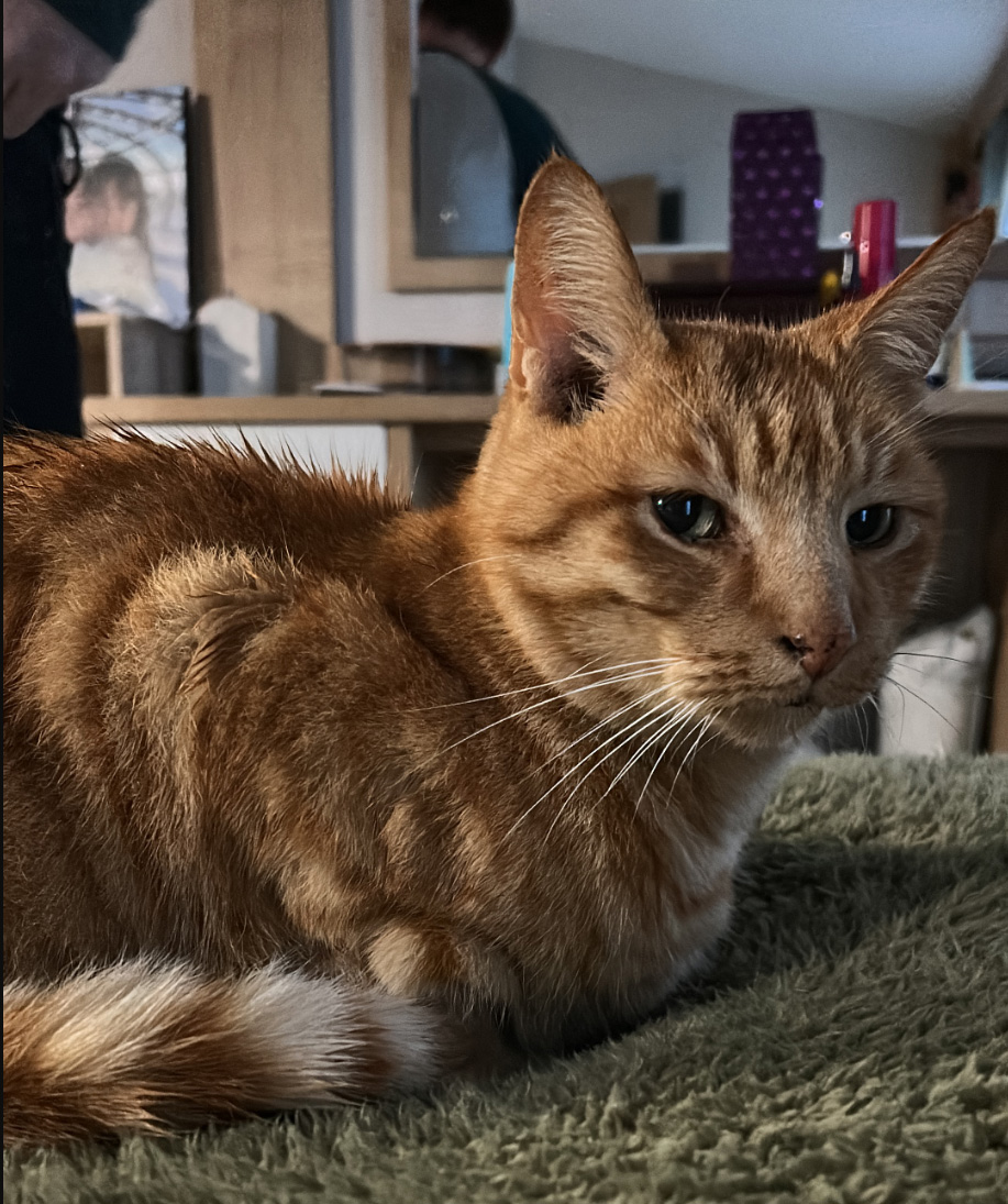 Ginger tabby missing in Hastings