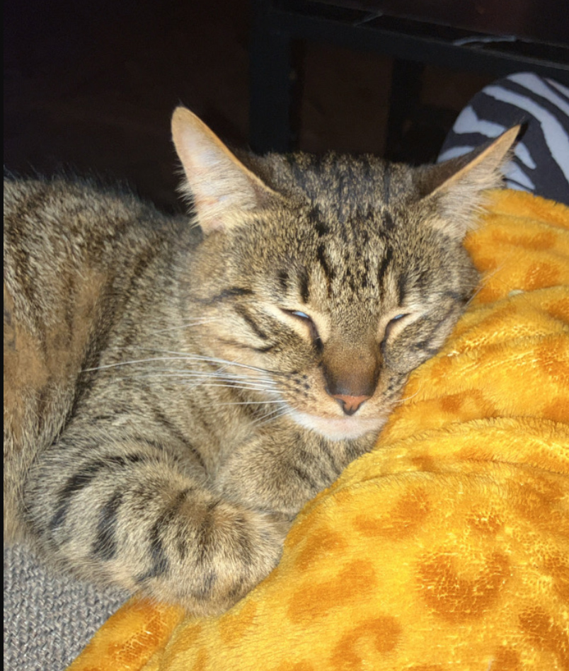 Tabby Cat missing in Bexhil On Sea