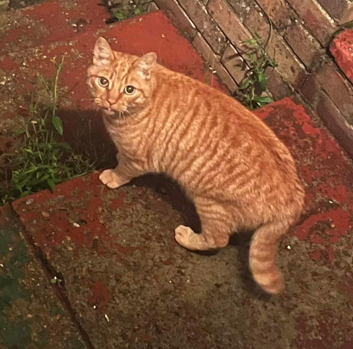 Ginger Cat missing in Hastings