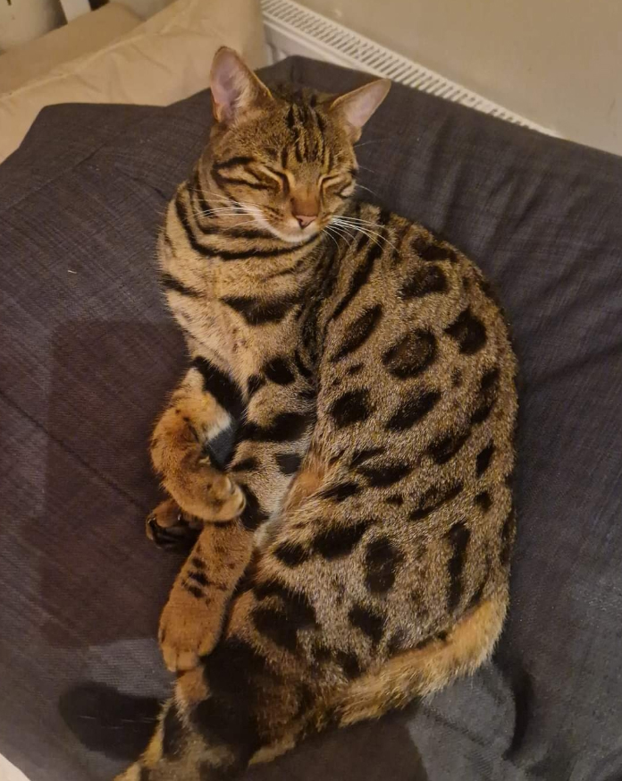 Bengal Cat missing in Staplecross