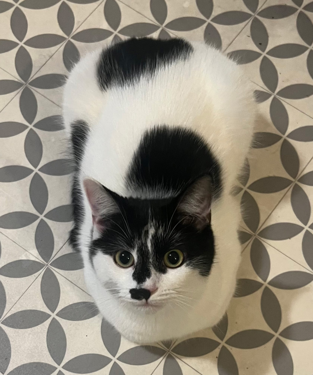 White and black Cat missing in Hastings