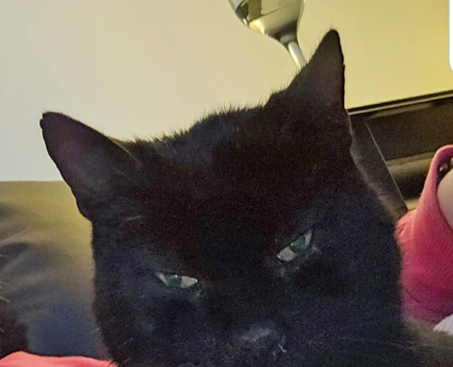 Black Cat missing in Hastings