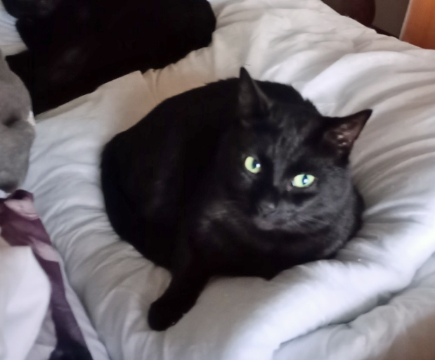 Black Cat missing in Hastings