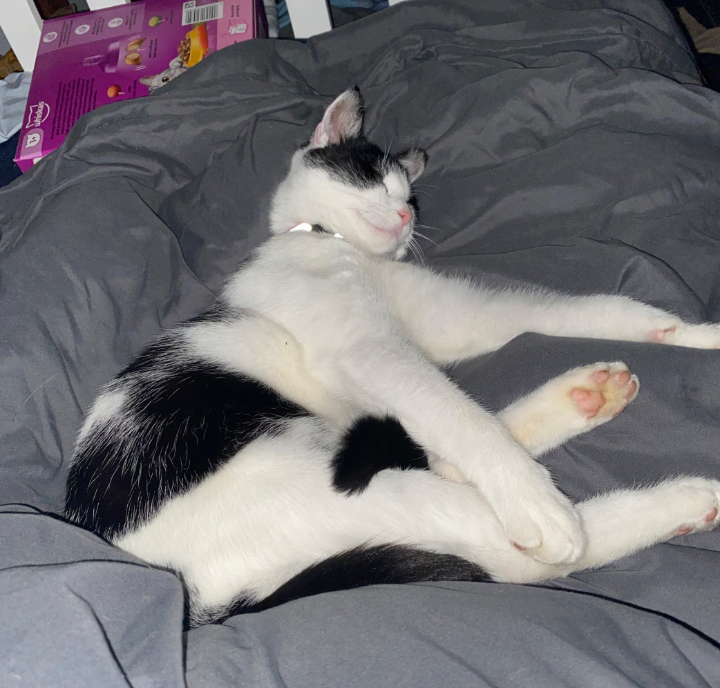 Black and white Cat missing in Hastings