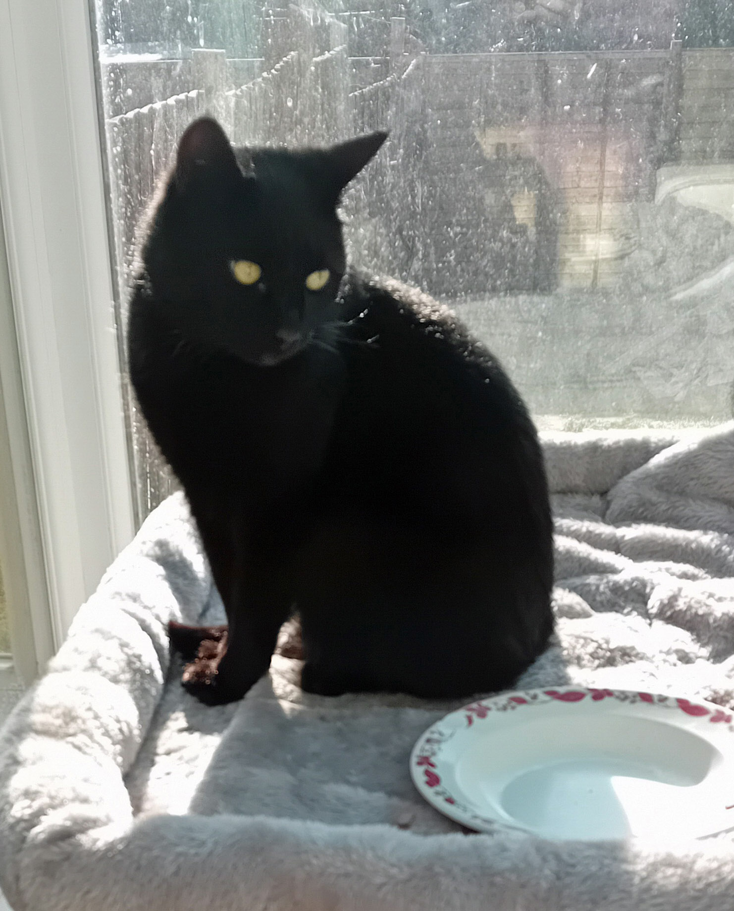 Black Cat found in St Leonards On Sea