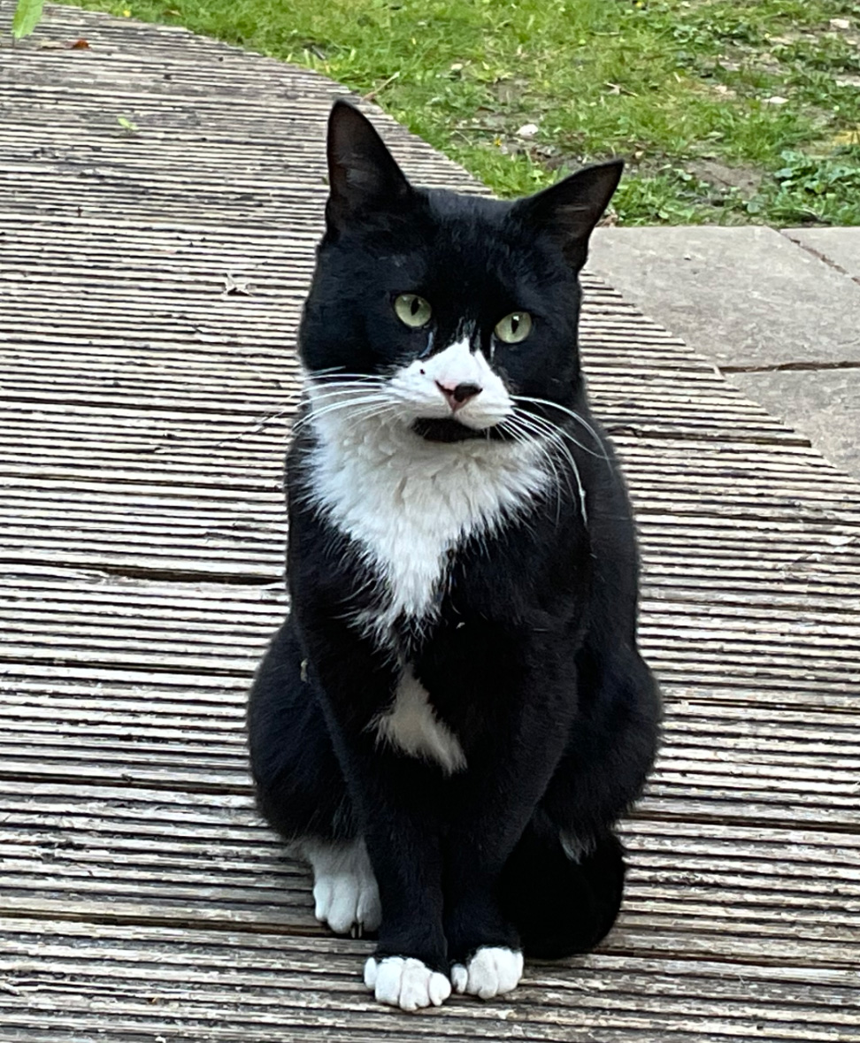 Black and white Cat found in Hastings