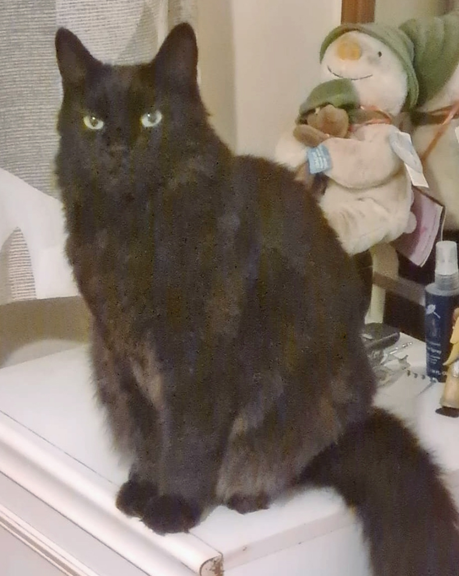 Large fluffy black Cat missing in Bexhill