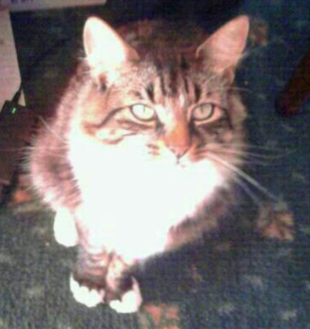 Long haired tabby Cat missing in St leonards On Sea