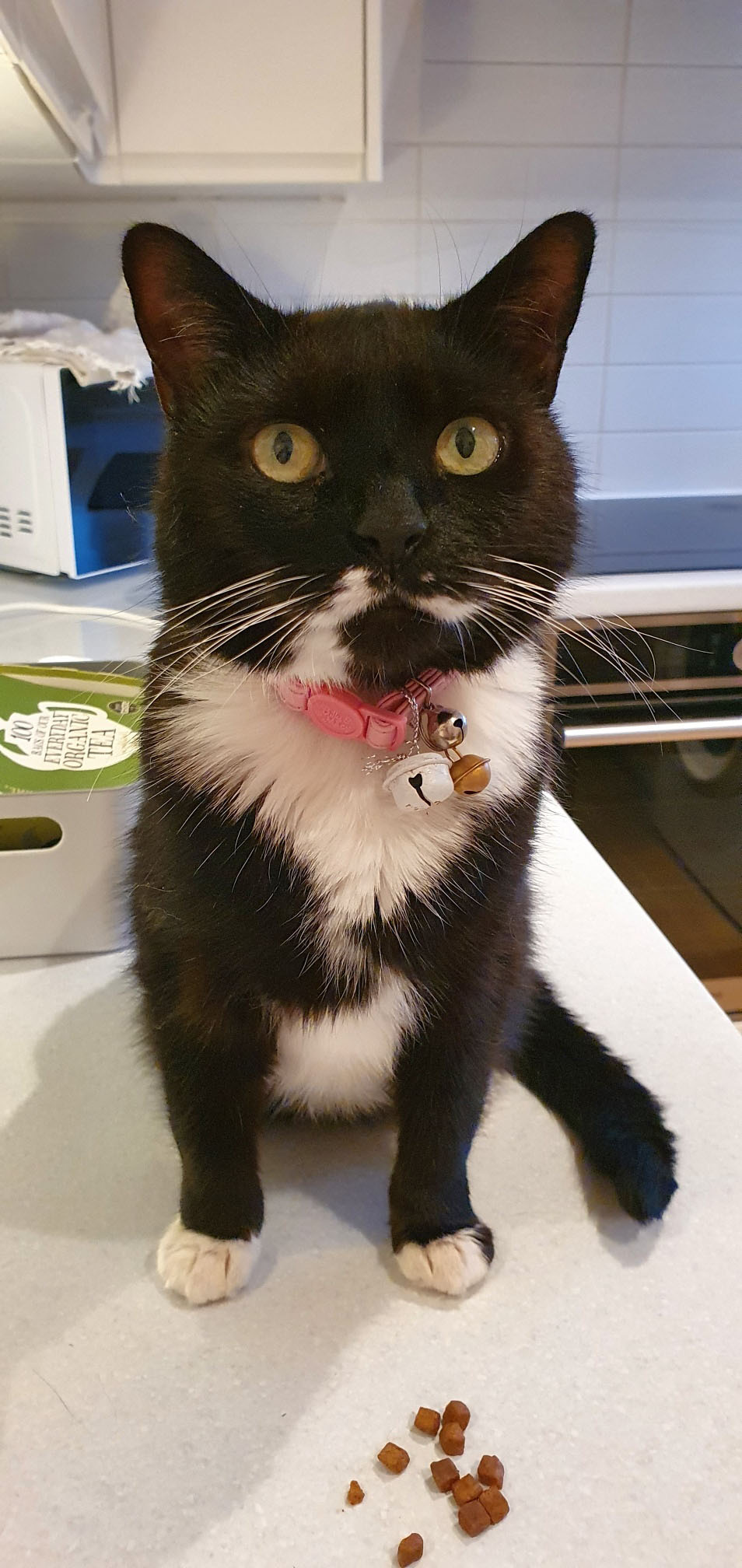 Emma rescued by Cat Call