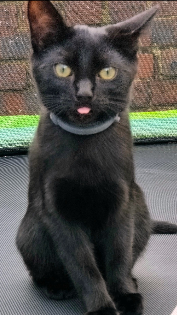 Smal black Cat missing in Hastings