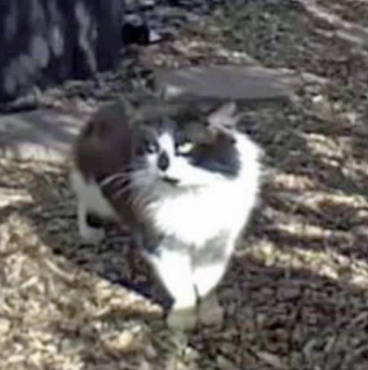 Black and white Cat found in Hastings