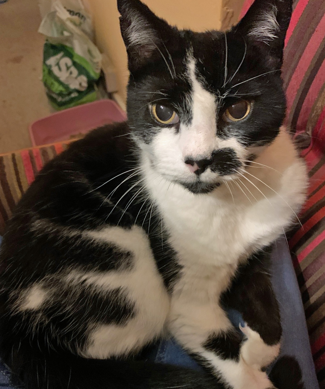 Black and white Cat missing in Hastings
