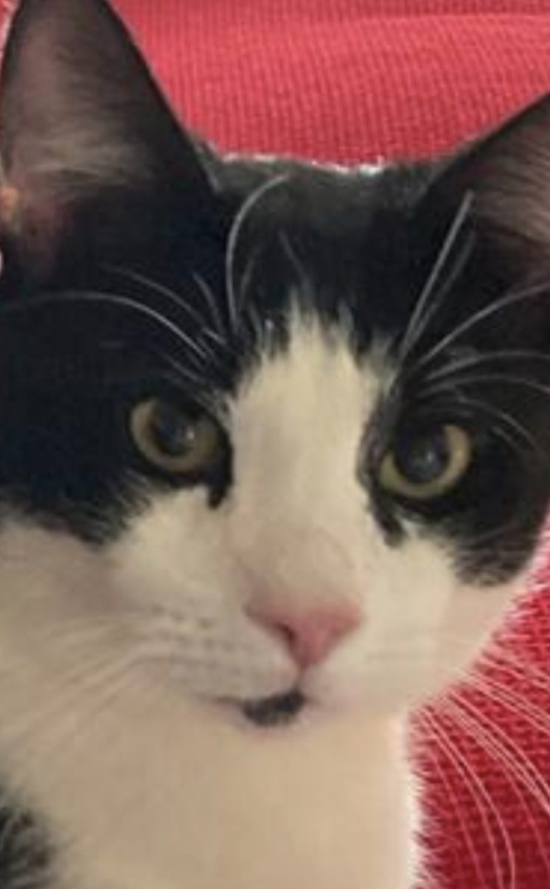 Black and white Cat missing in Hastings