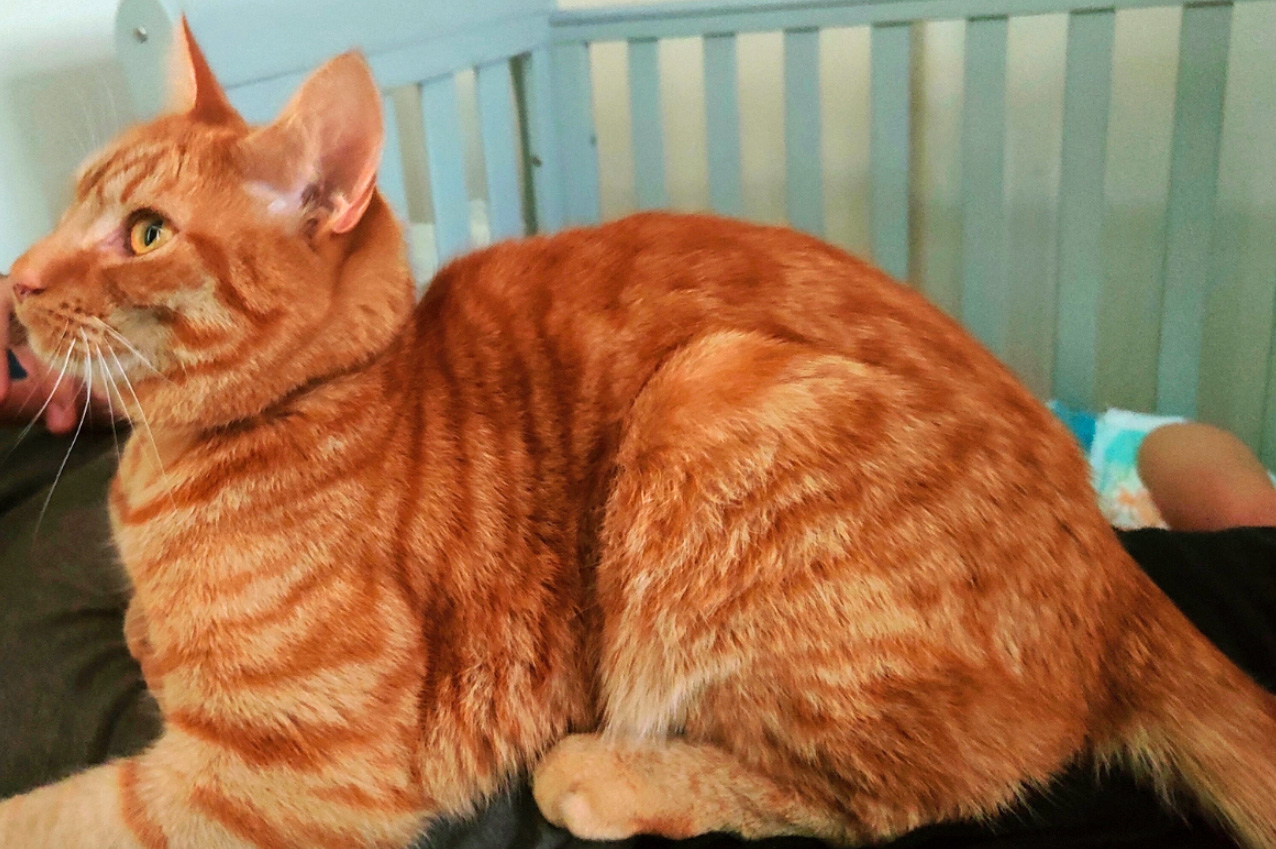 Ginger Cat missing in St Leonards On Sea