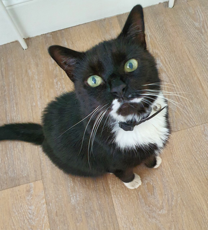 Emma is a rescued Cat