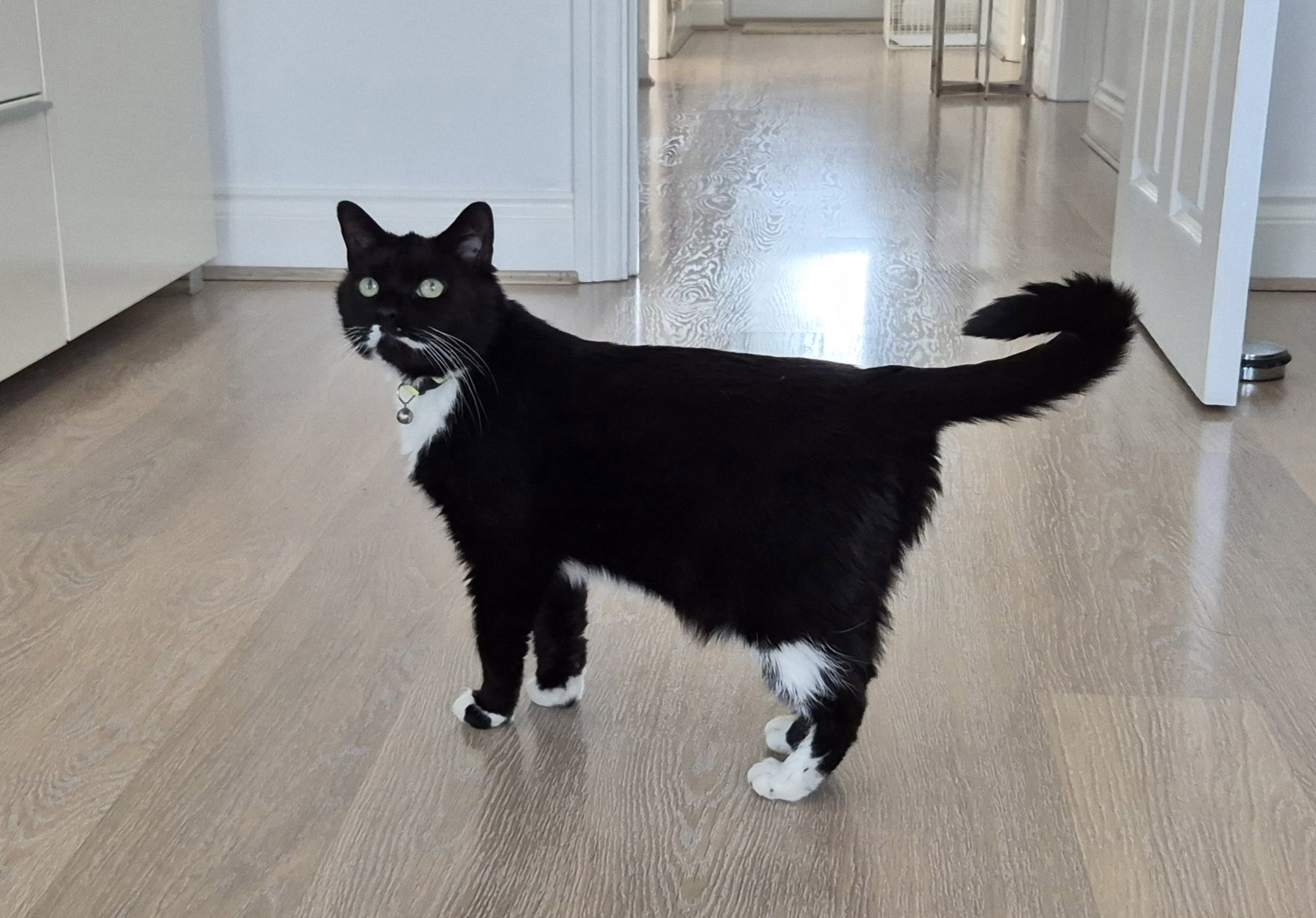 Emma is a Cat call rescued Cat