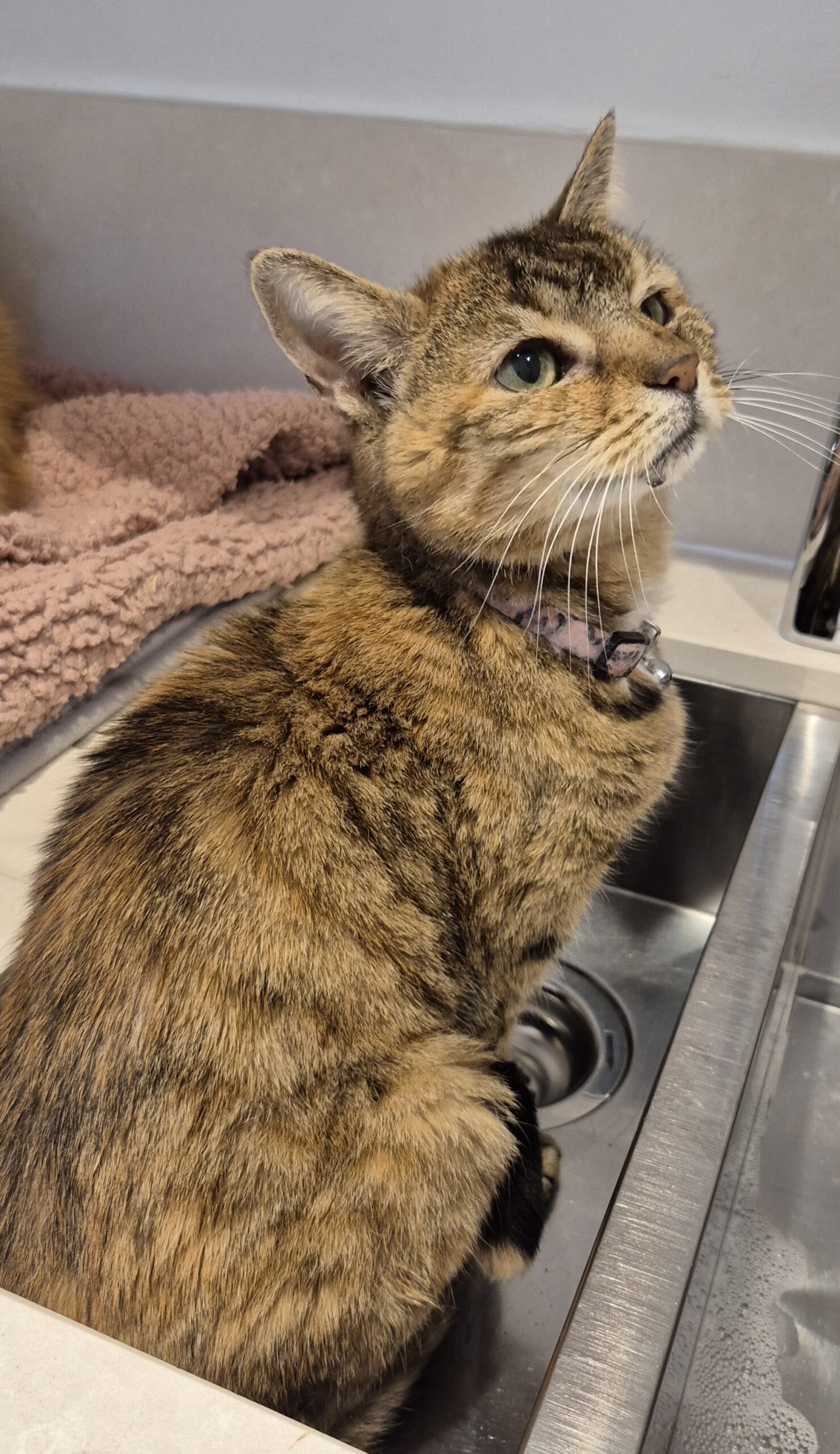 Joy Cat at Cat Call