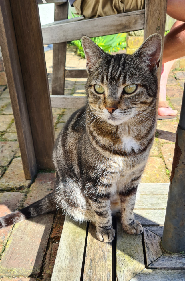 Tabby Cat missing in St Leoanrds On Sea