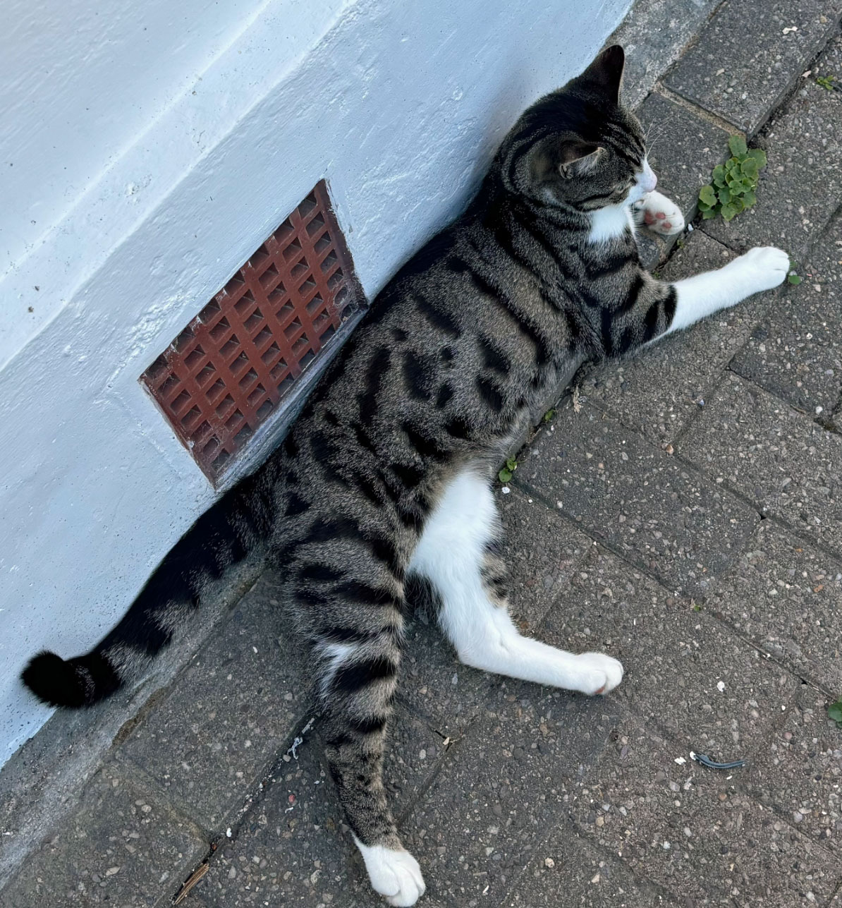 Tebby Cat missing in Hastings