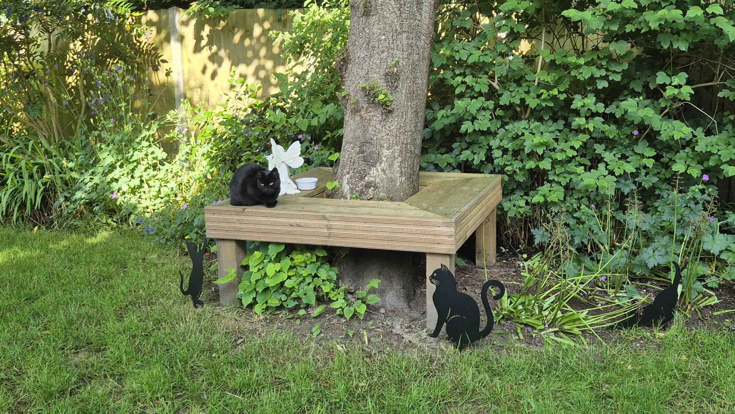 Black Cats at Cat Call