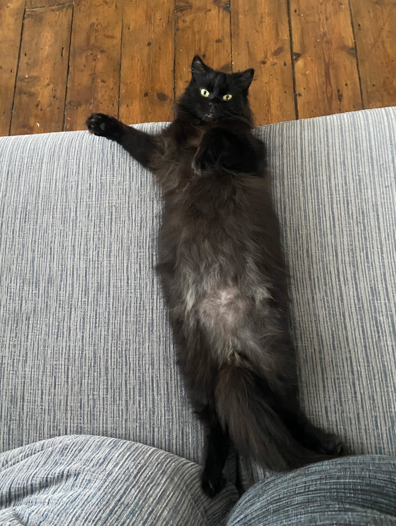 Black fluffy Cat missing in St Leonards On Sea