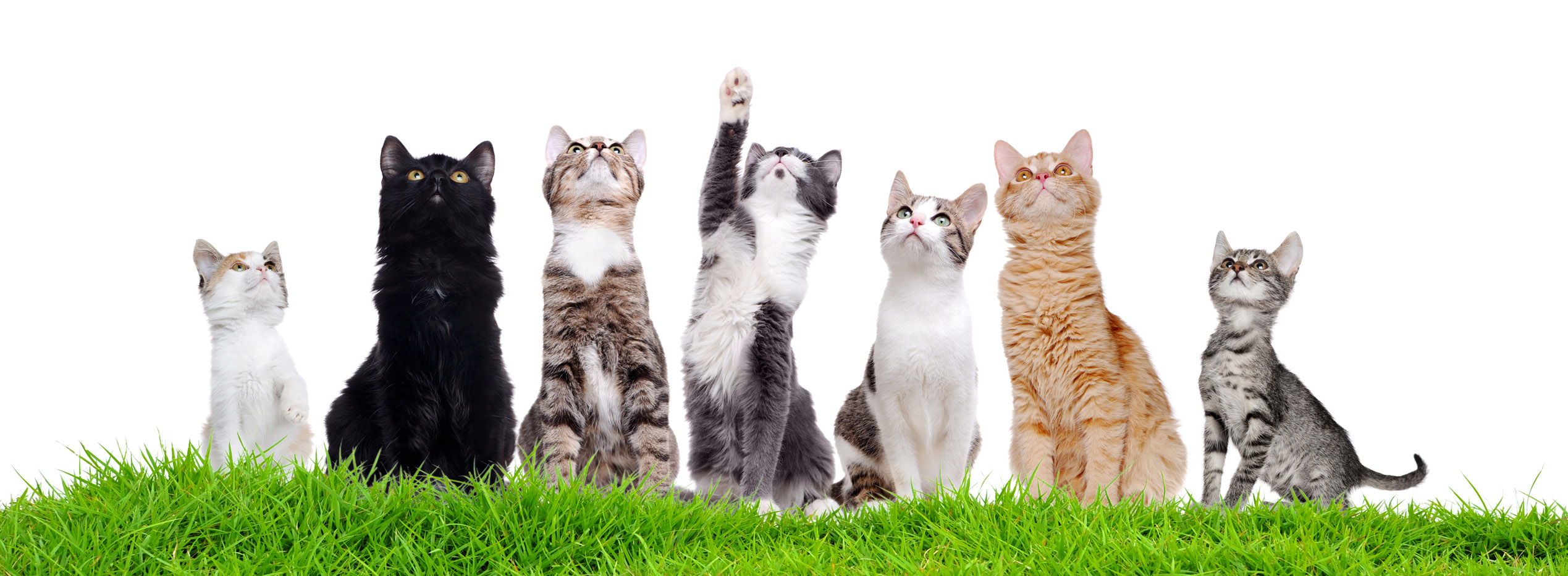 Cat Call Charity caring4cats in need
