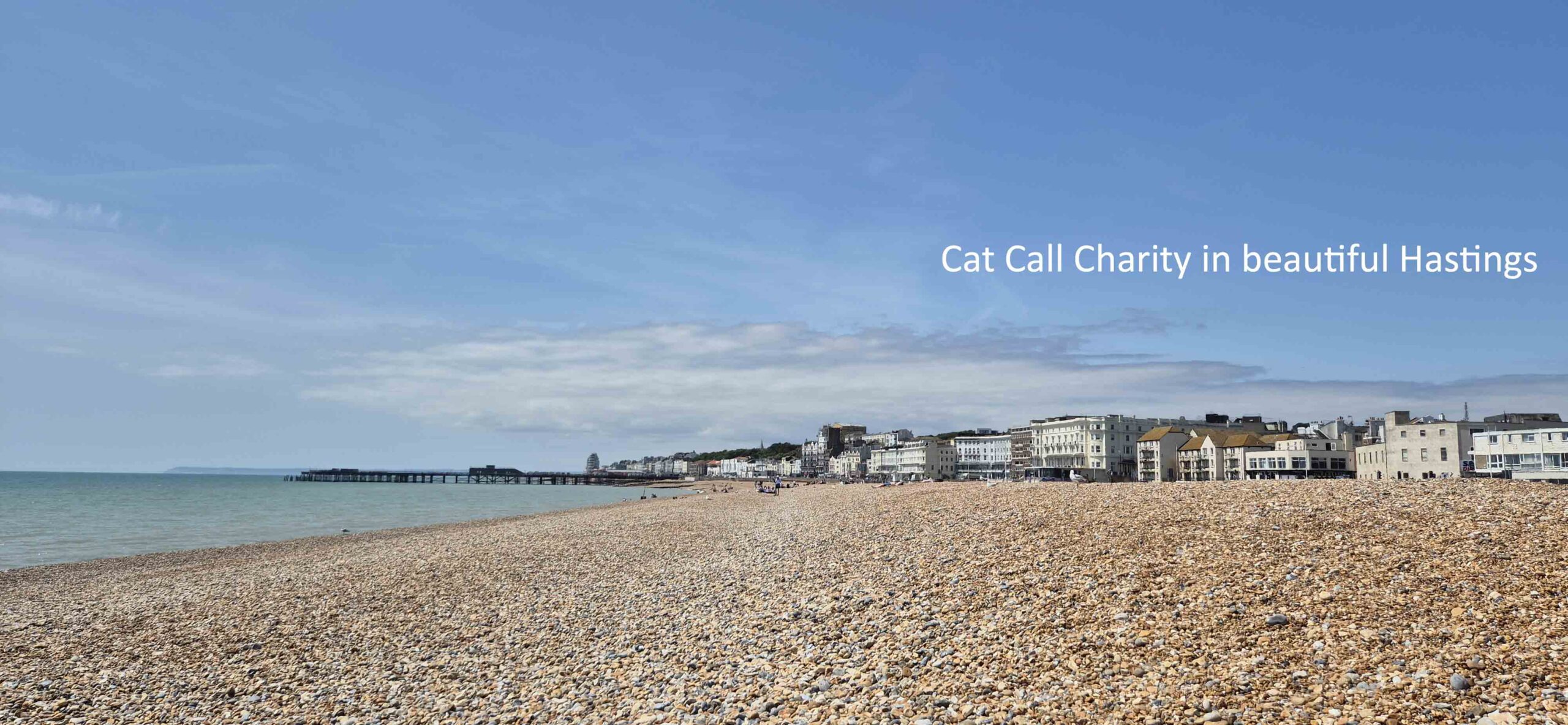 Cat Call caring for Cats in need in Hastings, St Leonards, Bexhill and Battle