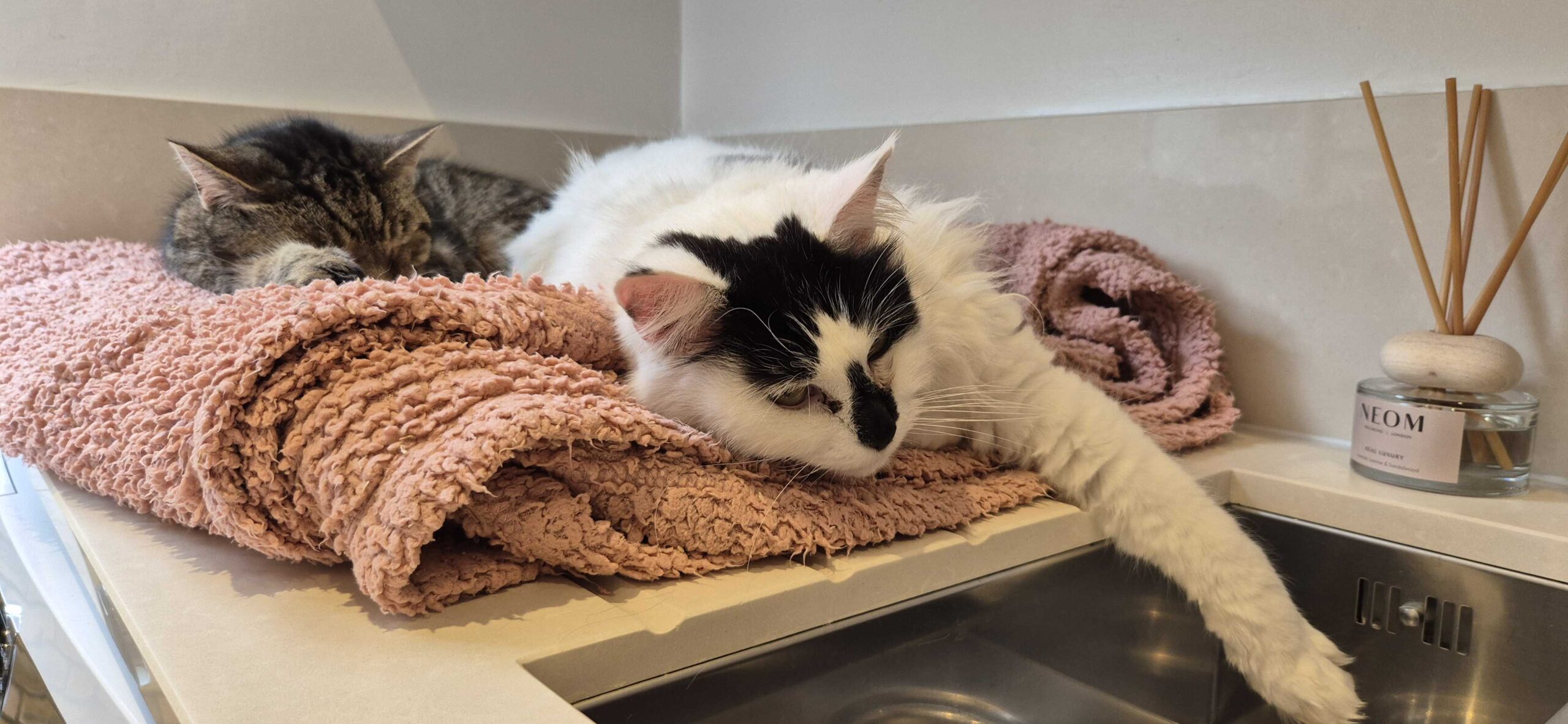 taking it easy at Cat Call