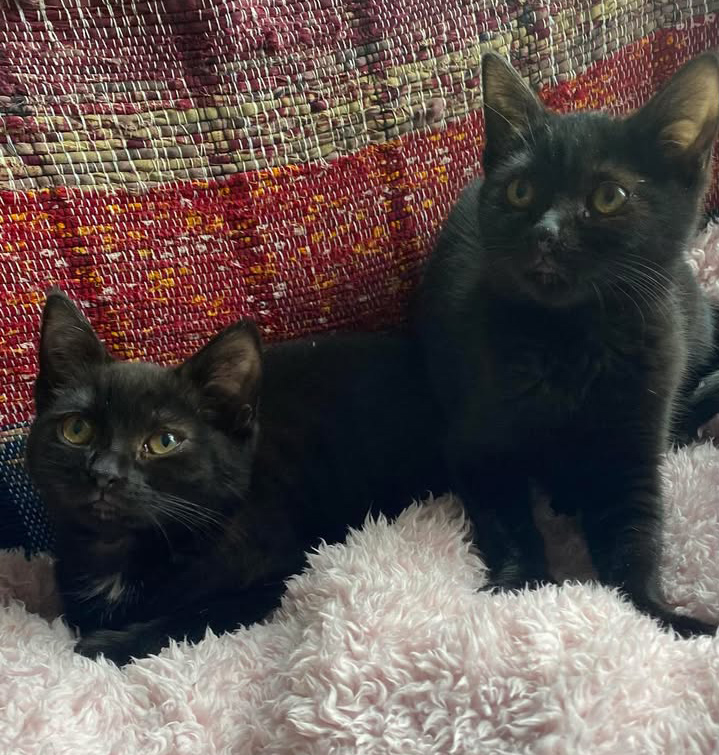 Cat call Charity