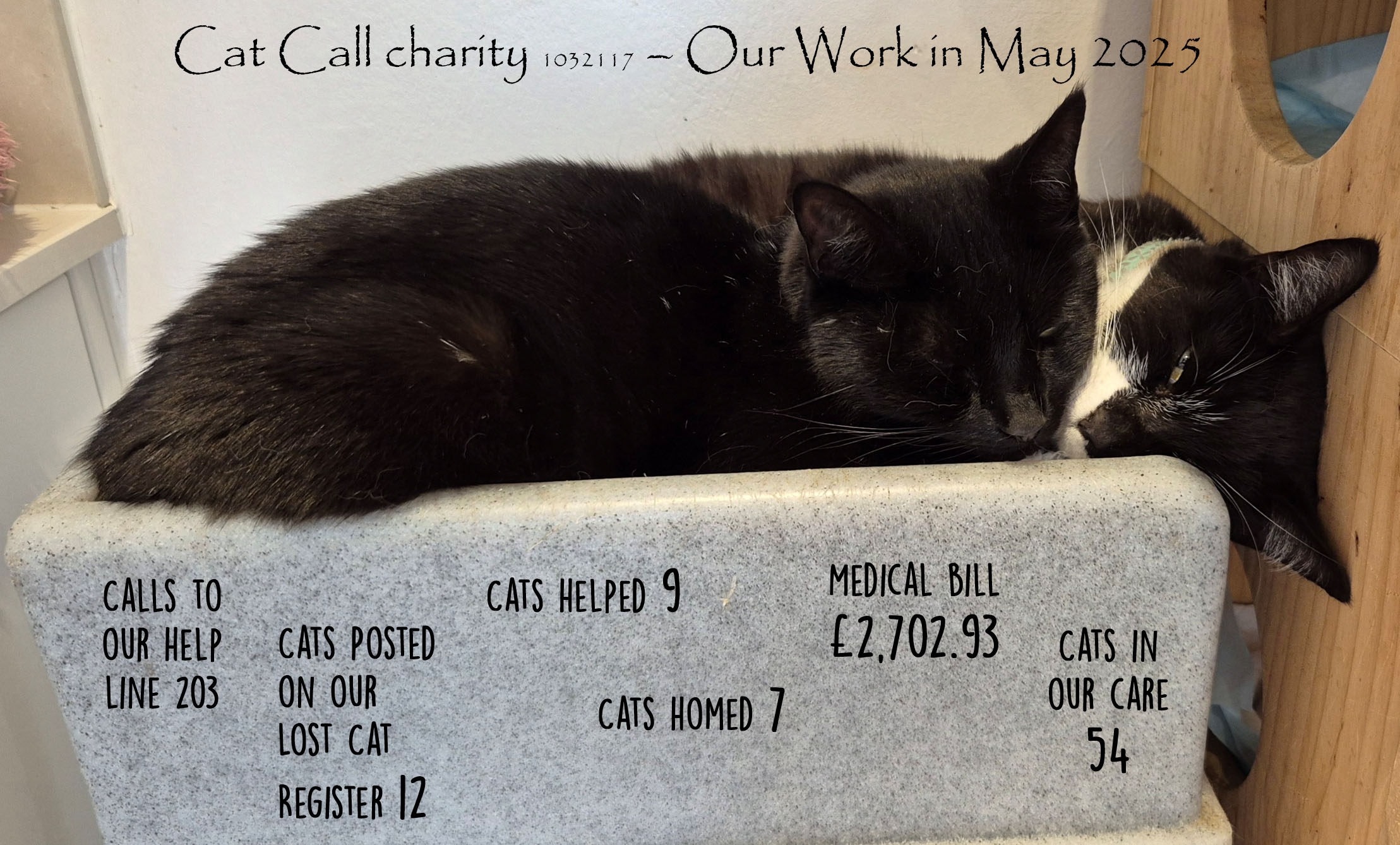 Cat call Charities work in May 2025