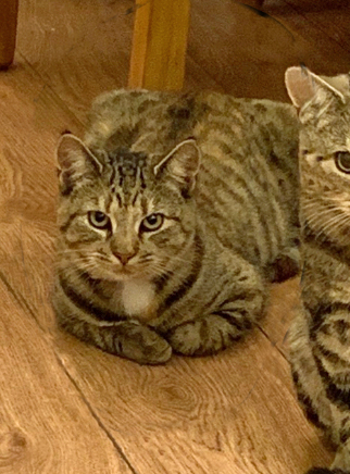 Sandy tabby Cat missing in Hastings