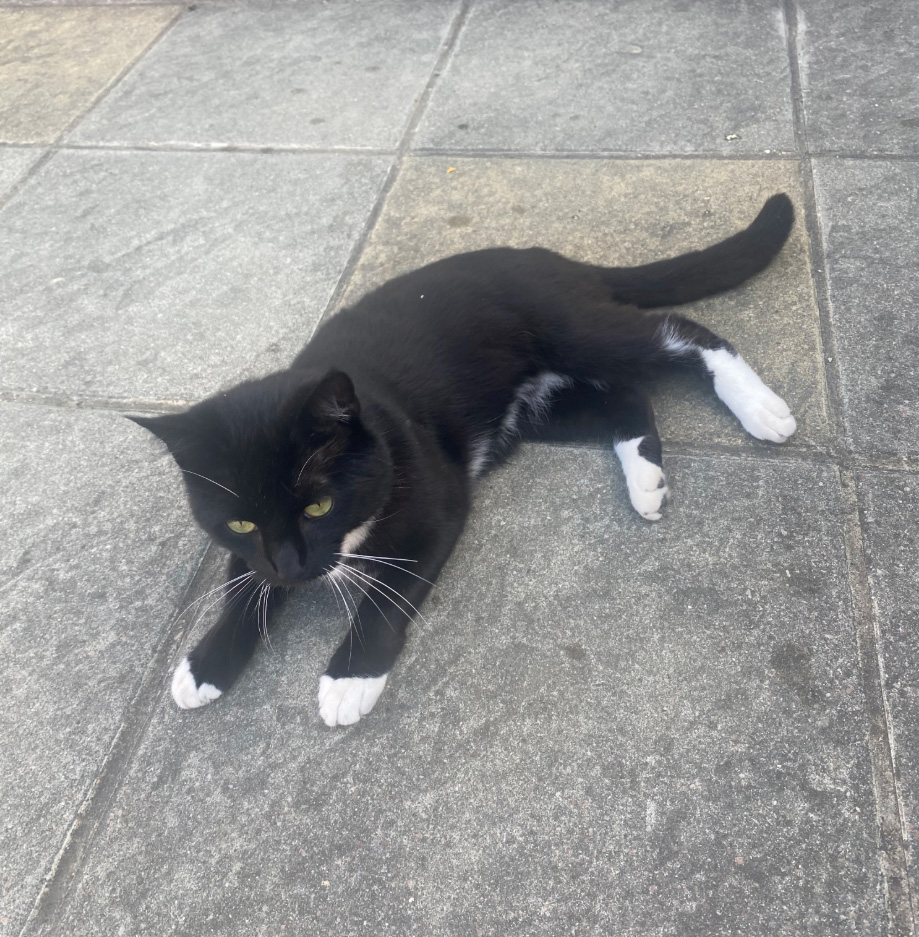 Black and white Cat found in St Leonards On Sea