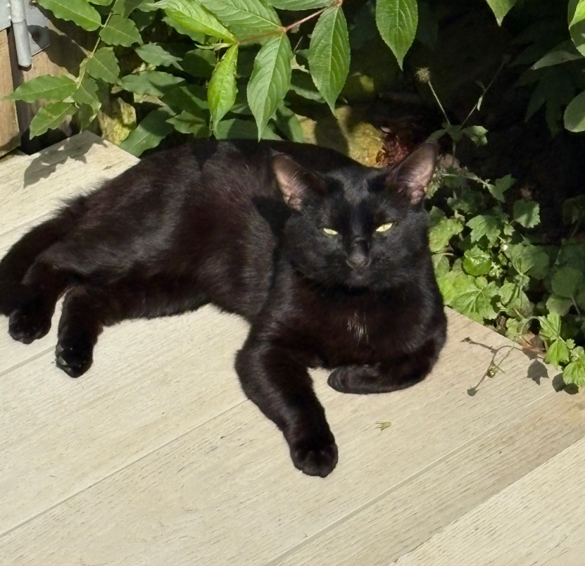 Black Cat found in St Leonards On Sea
